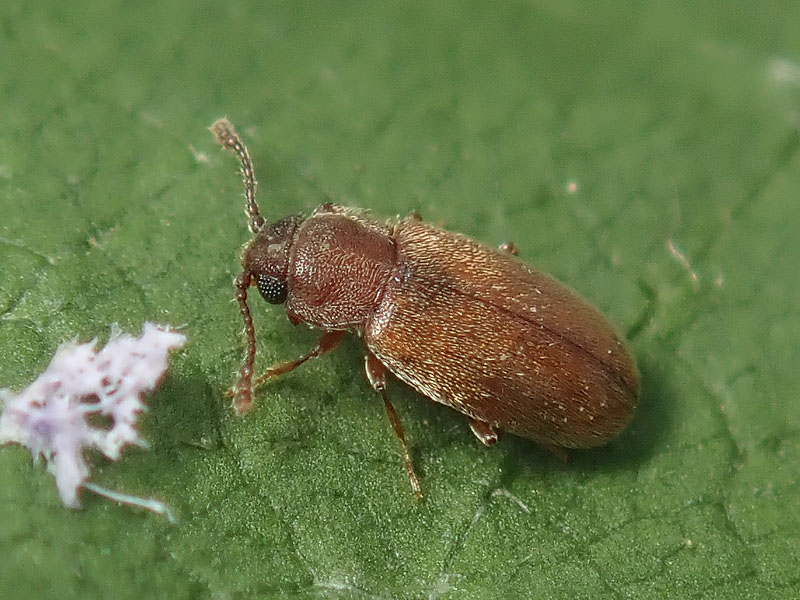 da identificare: Latridiidae ?? No, Cryptophagidae